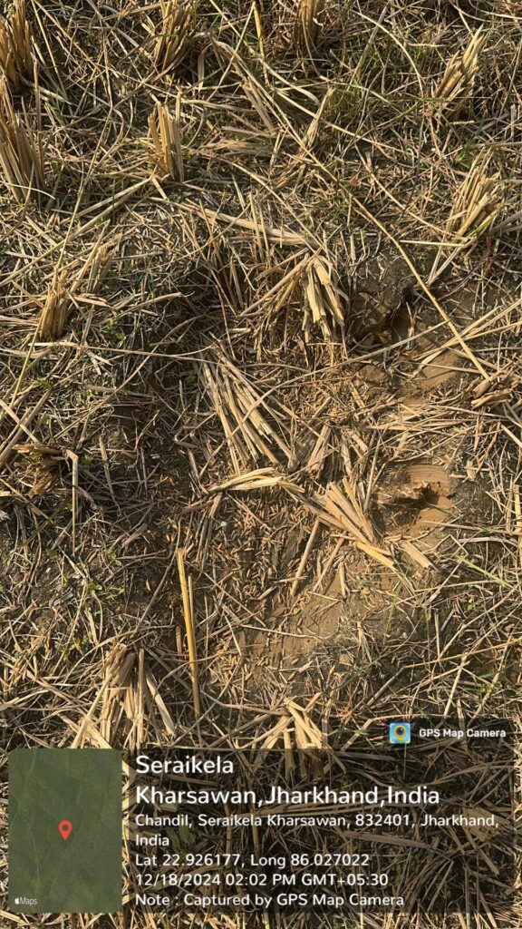 Elephant Foot Mark